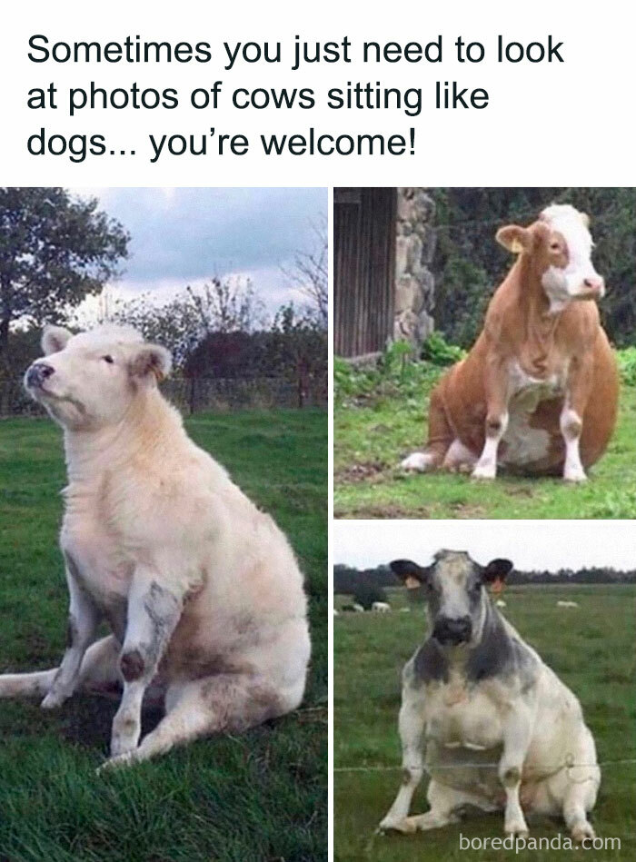 Cows sitting like dogs on grass, showcasing funny and awkward animal moments.
