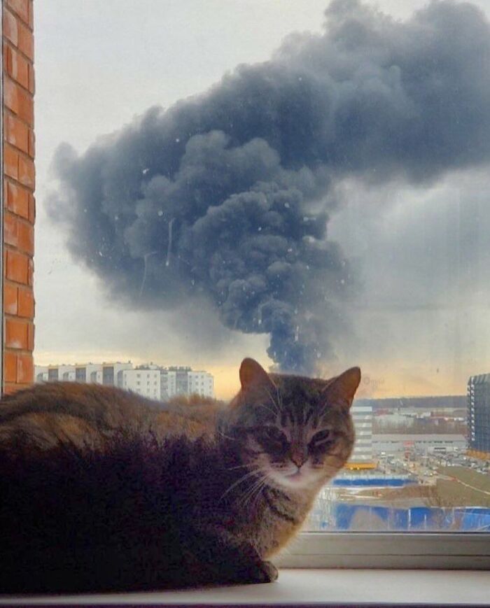 Cat on windowsill with smoke plume outside, capturing unexpected street moment.