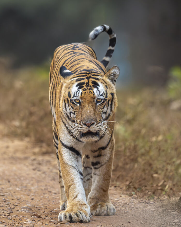 Wildlife photographer captures a majestic tiger walking on a dirt path amidst natural surroundings.