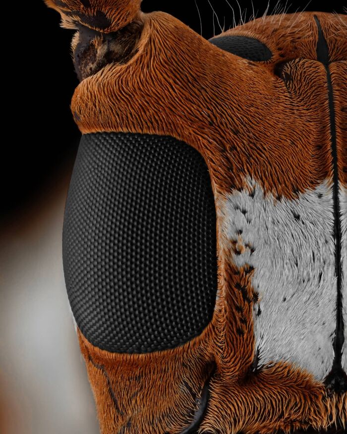 Close-up image of an insect's eye, showcasing intricate details and textures captured by a photographer.