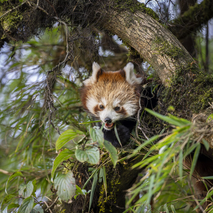 Red panda captured by wildlife photographer, surrounded by lush greenery in its natural habitat.