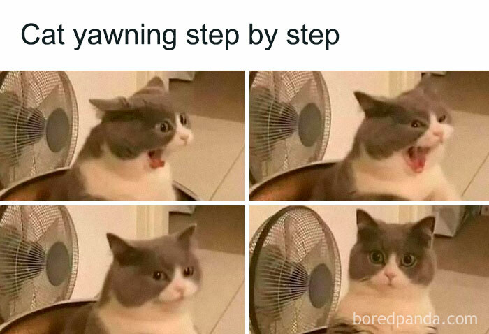Cat yawning humorously in four steps next to a fan, showcasing funny and awkward animal expressions.