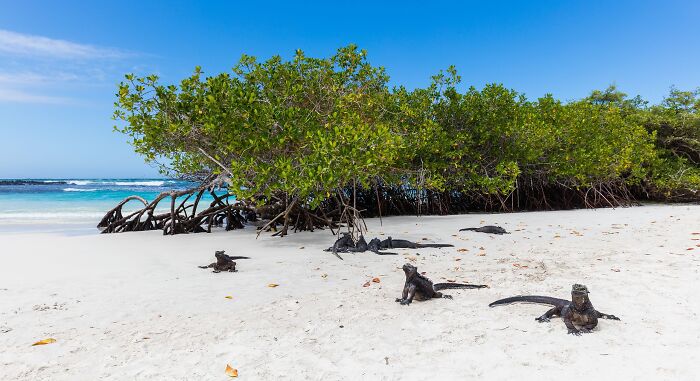 Stunning beach with iguanas on white sand, turquoise water, and lush greenery under a clear blue sky.