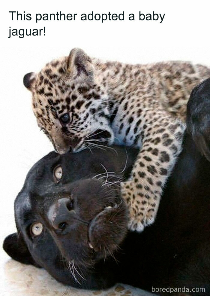 Panther playfully interacting with a baby jaguar, highlighting funny and awkward animal moments.