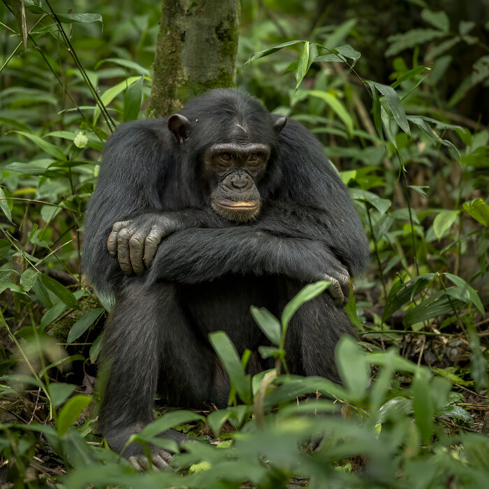 Wildlife photographer captures a chimpanzee sitting among lush green foliage in a forest setting.