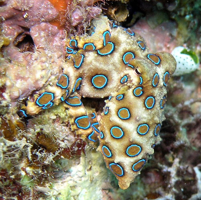 Blue-ringed octopus with vivid blue rings, a marine creature whose recognition could help save lives.