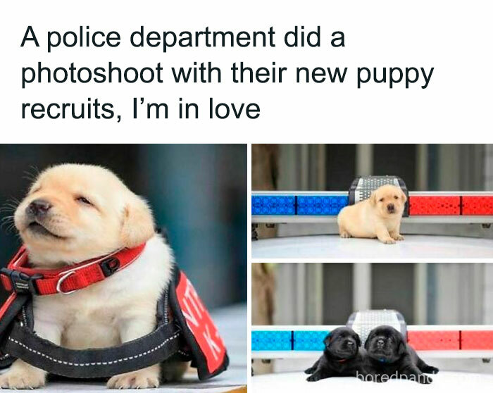 Police puppies posing in a funny and awkward animal photoshoot on a patrol car.