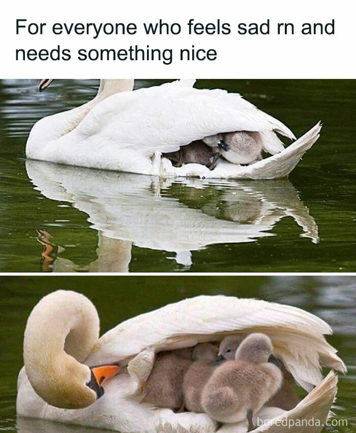 Swans swimming with cygnets nestled under wings, reflecting a heartwarming and funny animal moment.