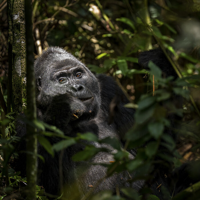 Gorilla in dense jungle captured by wildlife photographer, showcasing nature's raw beauty.