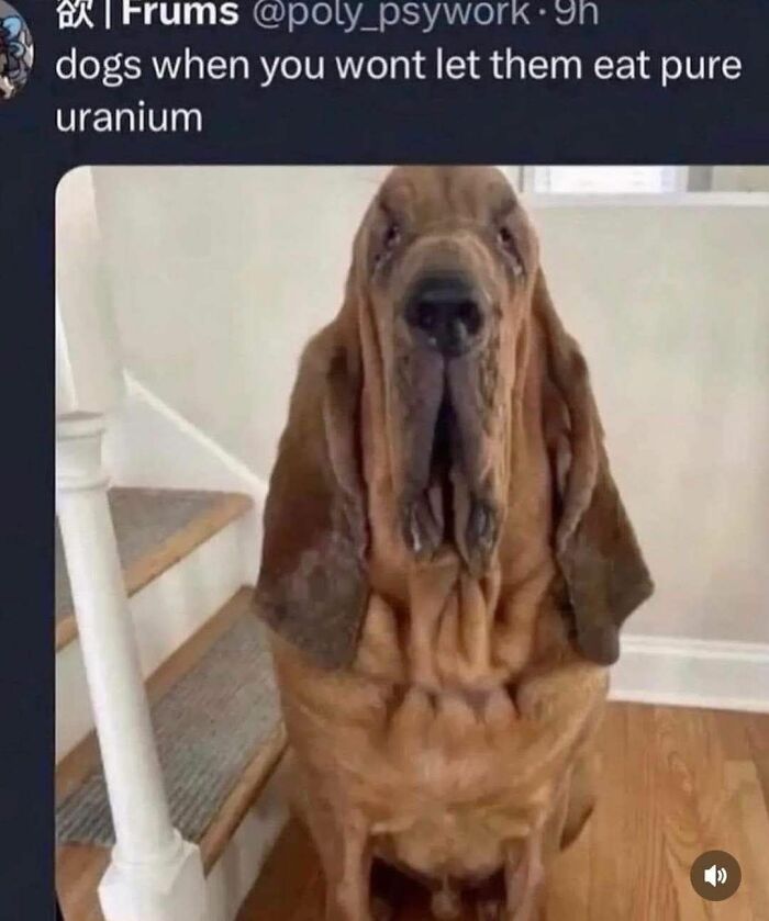Dog looking disappointed with text about eating pure uranium; a funny meme.
