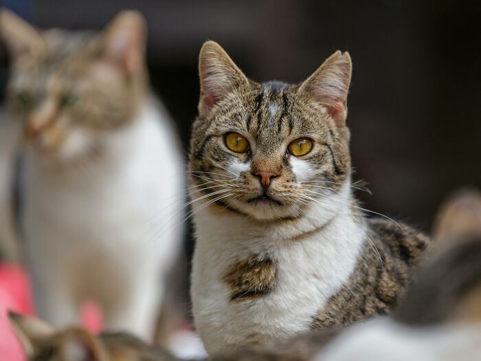 Tabby cat with piercing yellow eyes, representing unexpected cat gifts, among others in soft focus background.