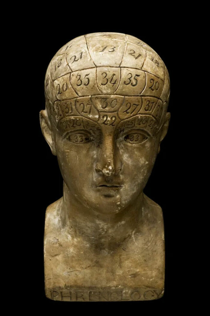 Phrenology bust with numbered sections on the head, showcasing an unsettling historical artifact.