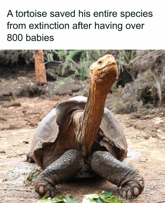 Funny and awkward animal post of a tortoise that helped save its species by having over 800 offspring.