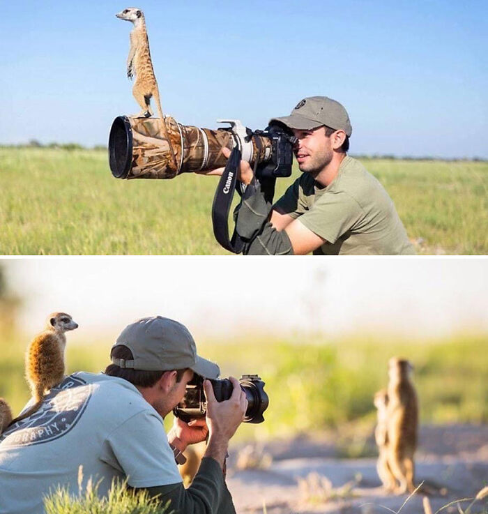 Wildlife photographer humorously interrupted by meerkats with no spatial awareness, perched on his camera and back.