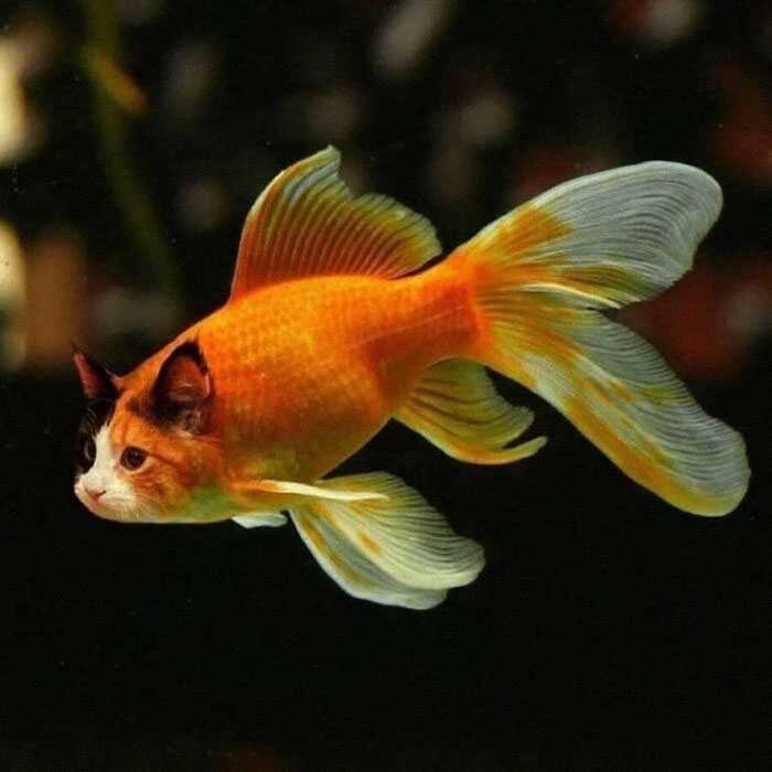 Funny and awkward animal with cat head and fish body swimming in water.