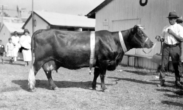 Man with a cow in a vintage setting, showcasing how much the world has changed over the years.