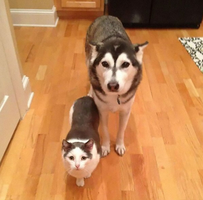 Cat and dog standing together on a wooden floor, creating a funny and awkward animal moment.