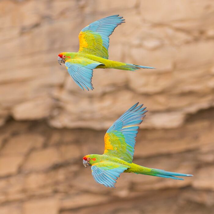 Two vibrant macaws in flight against a rocky backdrop, showcasing stunning wildlife photography.