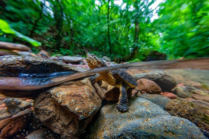 Wildlife photography capturing a turtle partially submerged in a vibrant, lush forest stream.