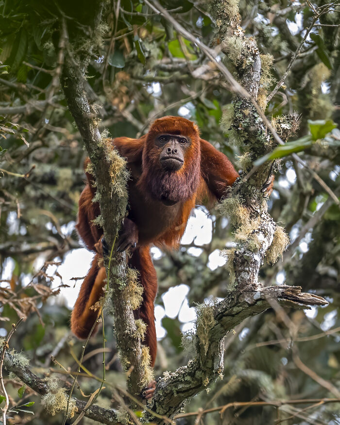 A howler monkey in vivid detail captured by a wildlife photographer, perched on a tree branch in its natural habitat.