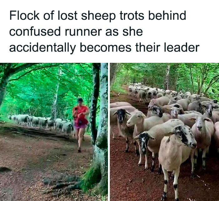 Runner leads a flock of confused sheep in the woods, creating a funny and awkward animal moment.