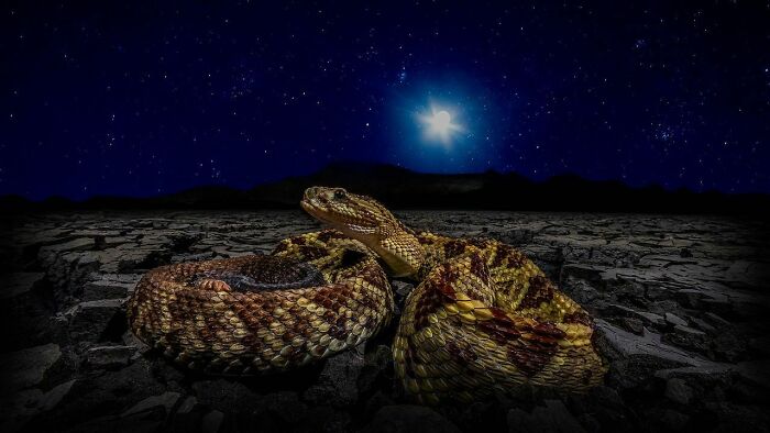 A coiled snake under a starry night sky, showcasing the raw beauty of wildlife photography.