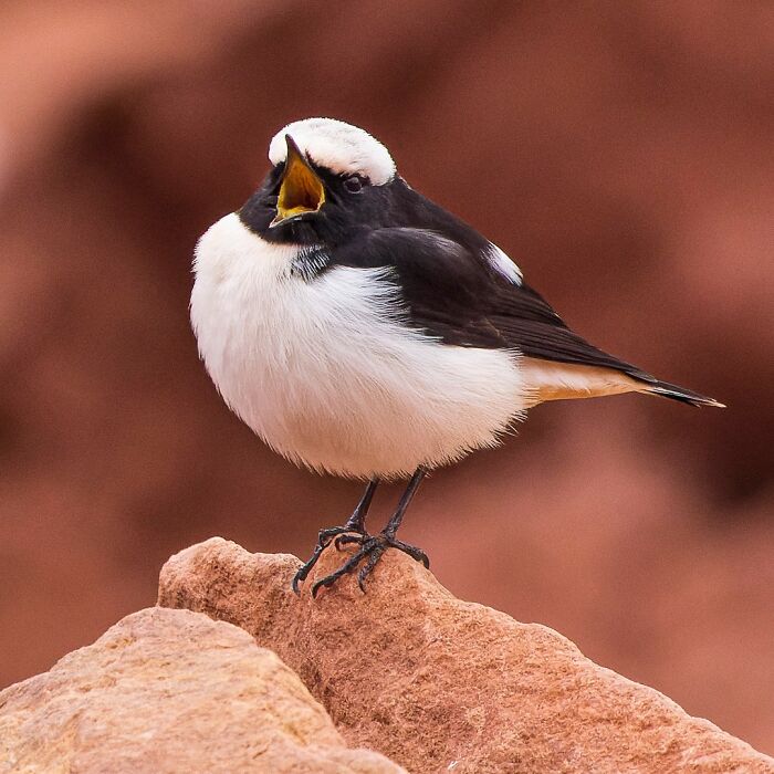 A small bird with black and white plumage perched on a rock, captured in a stunning wildlife photo.