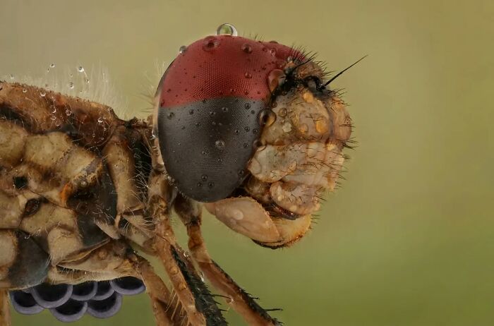 Close-up of an insect's detailed head, highlighting intricate textures and colors, showcasing the small worlds of insects.