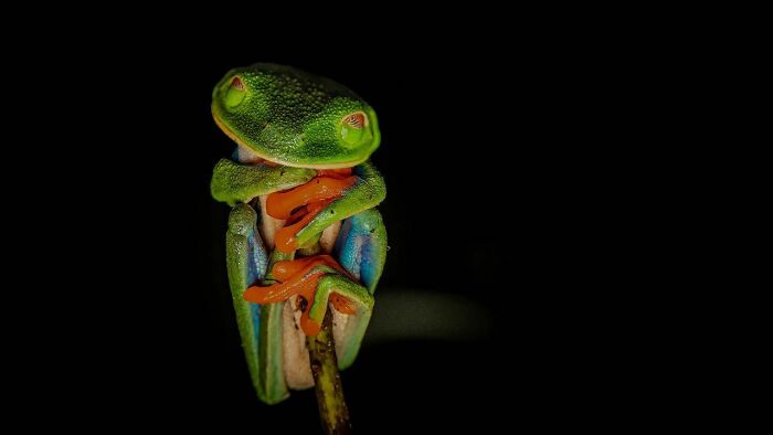 A vibrant green tree frog showcasing the raw beauty of wildlife against a black background.