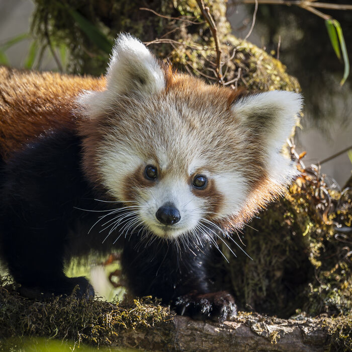Wildlife photography capturing a red panda in its natural habitat, showcasing nature's raw beauty.