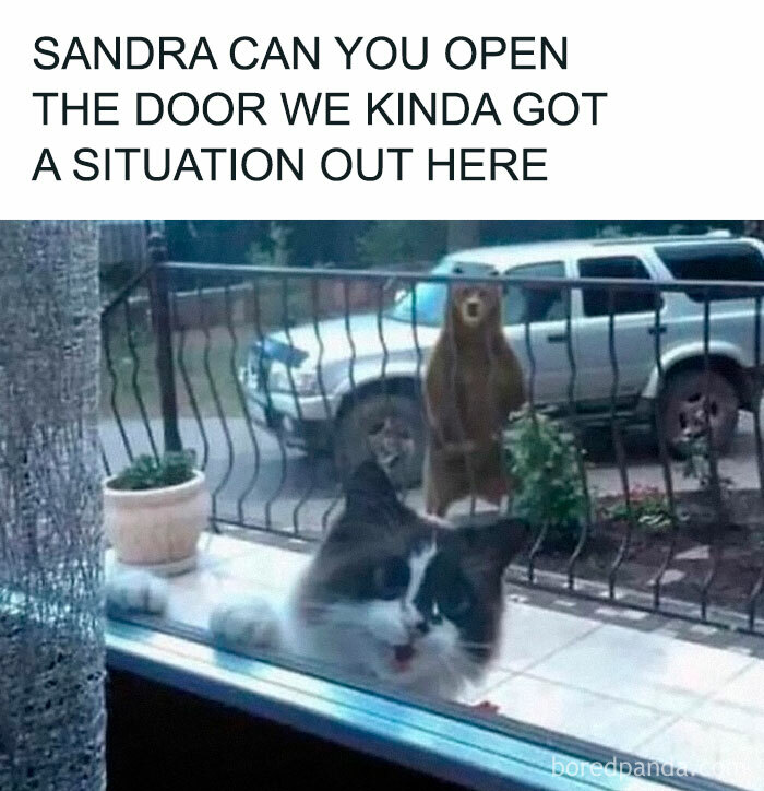 Funny and awkward scene with a cat at the window and a surprised bear outside.