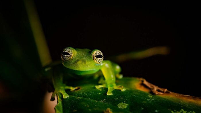 Photographer captures the raw beauty of a green frog on a leaf in dramatic lighting.