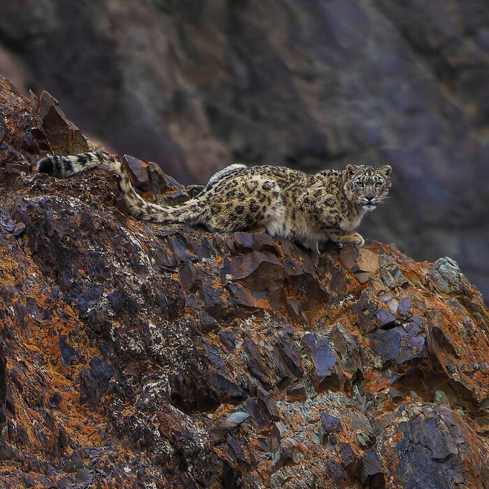 Snow leopard perched on rocky terrain, captured in stunning wildlife photography.