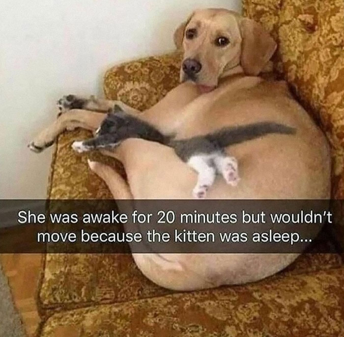 A dog on a couch stays still as a kitten sleeps on top, creating a funny and awkward animal moment.