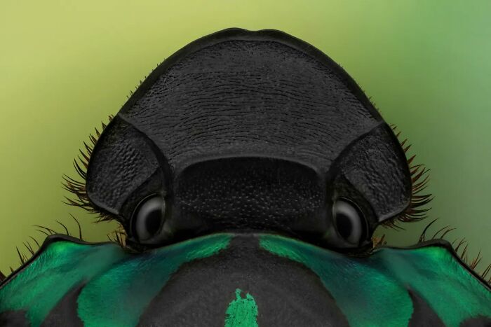 Close-up image of an insect highlighting intricate details, captured by a photographer revealing small worlds of insects.