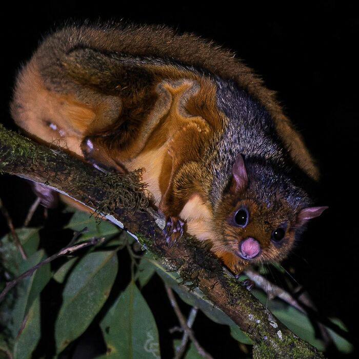 Wildlife photo of a possum perched on a branch at night, showcasing its vibrant fur captured by a nature enthusiast.