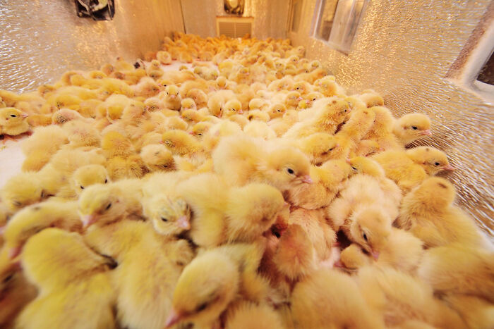 Yellow chicks crowded in a metallic enclosure, illustrating a perceived normality we pretend is ordinary.