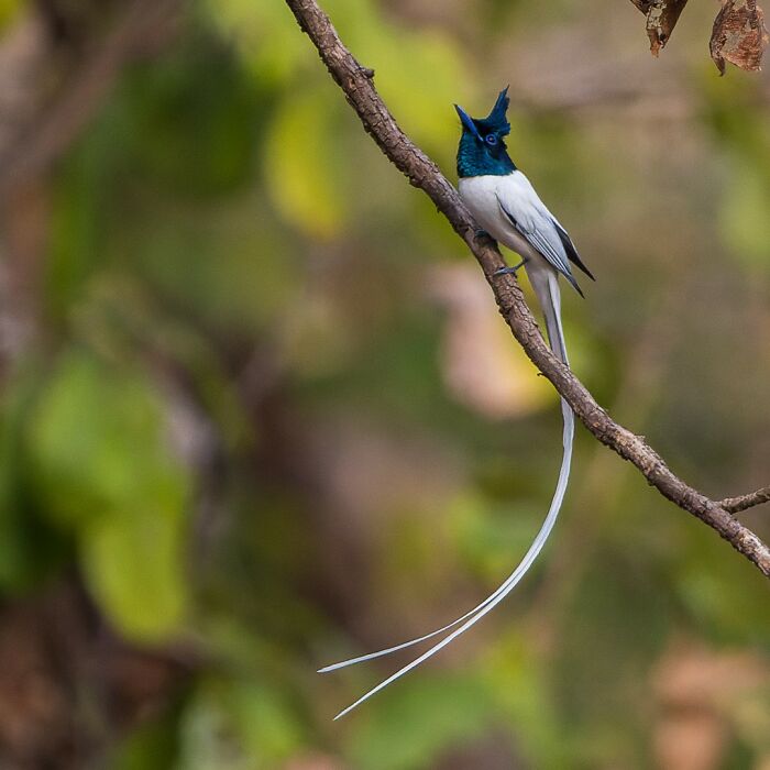 Elegant bird perched on a branch, captured in stunning wildlife photography by Lennart Verheuvel.