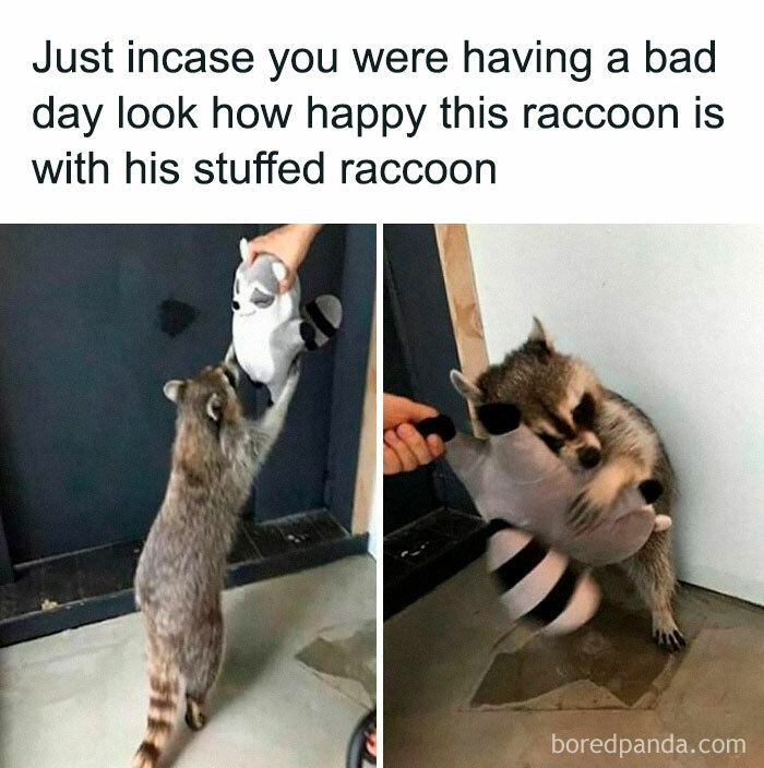 Raccoon happily playing with a stuffed toy; a funny and awkward animal moment.