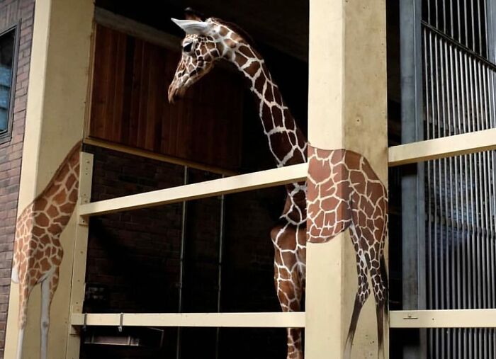 Giraffe perfectly aligned with painted giraffe mural in a stall, creating an unexpected optical illusion.
