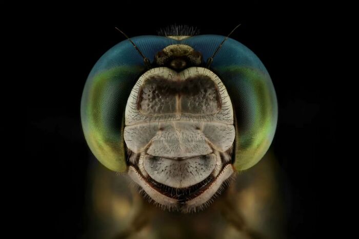 Close-up of an insect's head, showcasing intricate details and textures in the small worlds of insects.