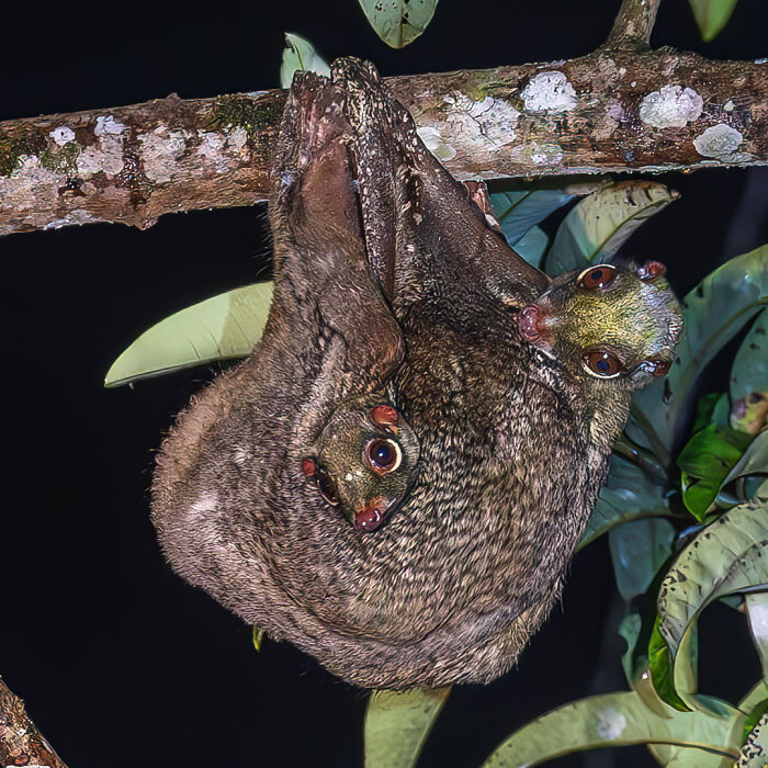 Mother and baby colugo hanging from a tree at night, captured in a stunning wildlife photo.