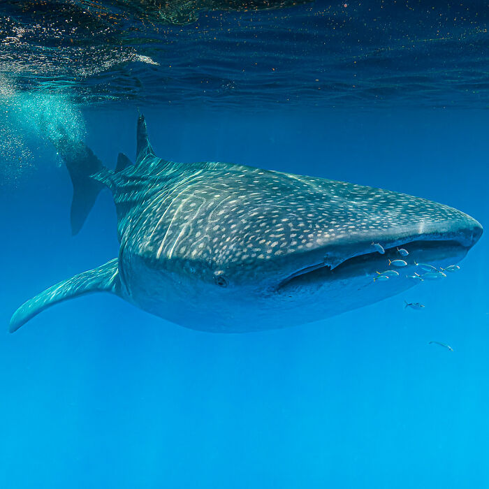 Whale shark swimming gracefully in clear blue water, showcasing stunning wildlife photography.