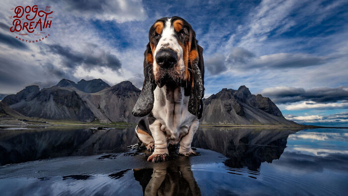 This Photographer Took Wholesome Photos Of Shelter Dogs On Their Greatest Adventure (5 Pics)