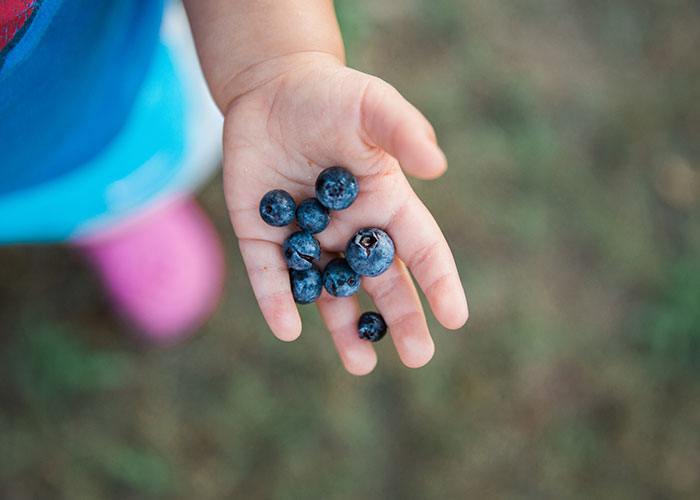 Child's hand holding fresh blueberries, evoking memorable dad stories.