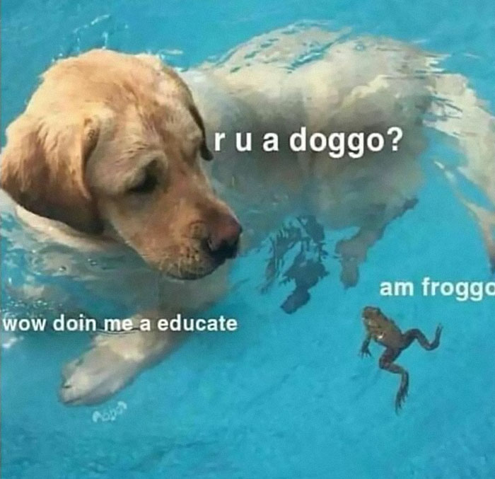 Dog and frog having a funny and awkward conversation in a pool.