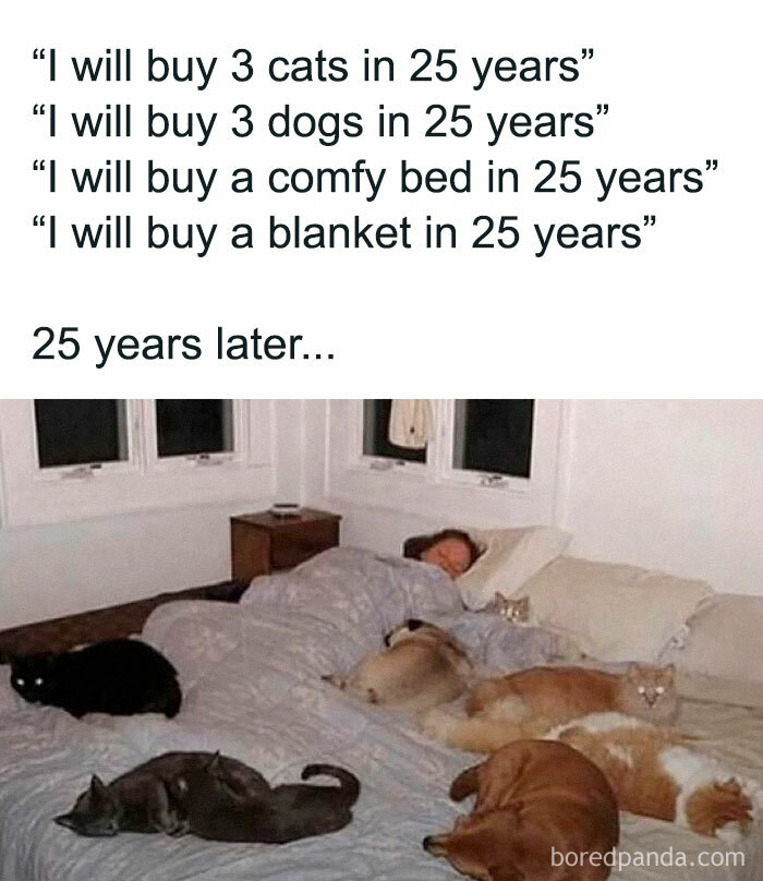 Person shares bed with three dogs and three cats, humorously illustrating literal meme about future planning.
