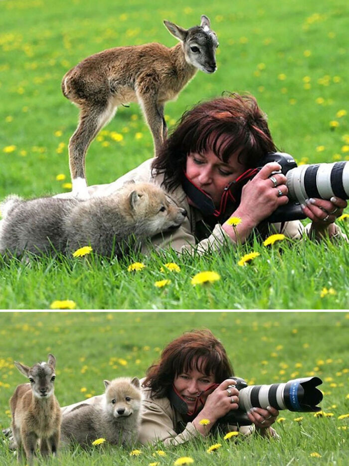 Wildlife photographer interacts with curious animals in a field, showcasing their lack of spatial awareness.