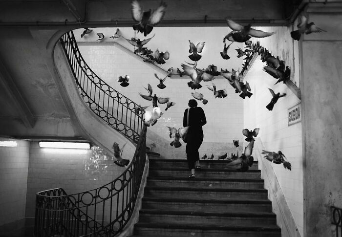 Black and white street photo of pigeons flying around a person walking up the stairs, capturing an unexpected moment.