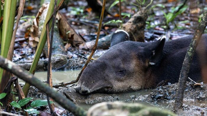 Wildlife photography of a tapir resting in a muddy forest, capturing the raw beauty of nature.